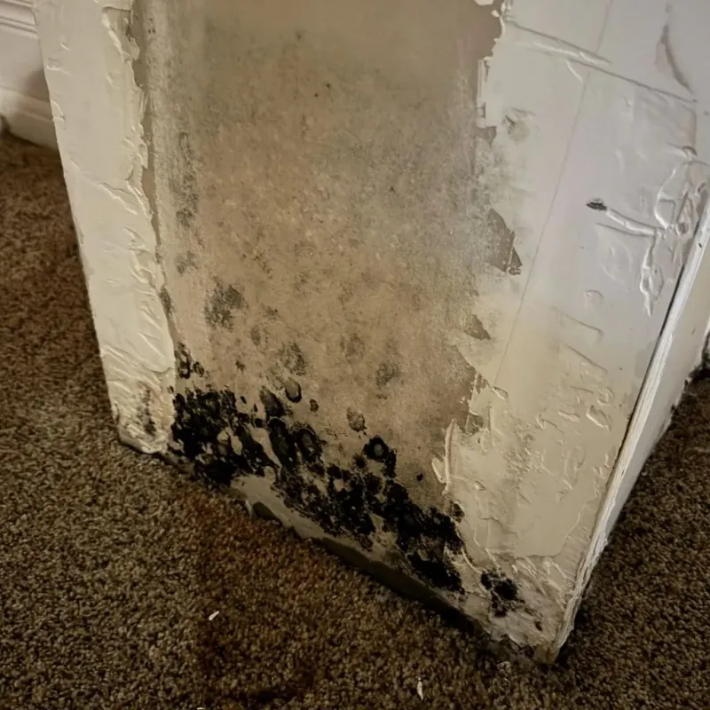 Professional Mold Removal in Sullivan County, TN